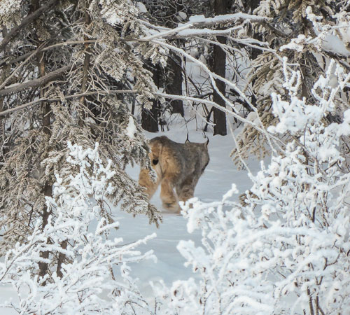 lynx in a snowy forest