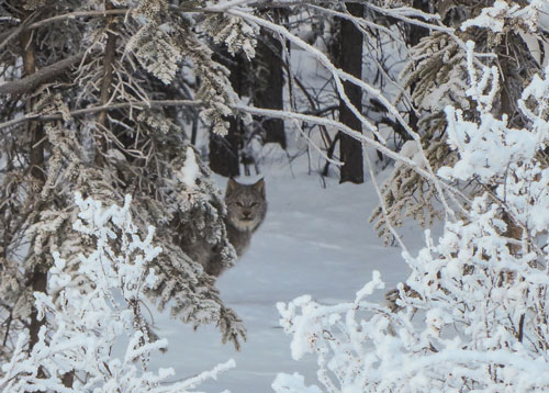 canadian lynx hidden