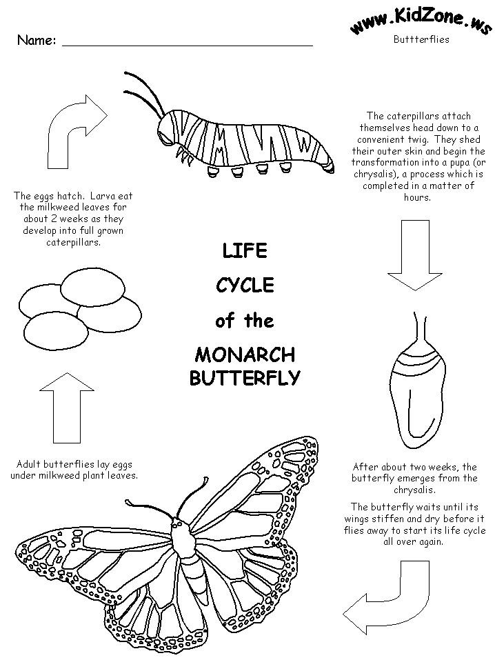 Butterfly Life cycle worksheet