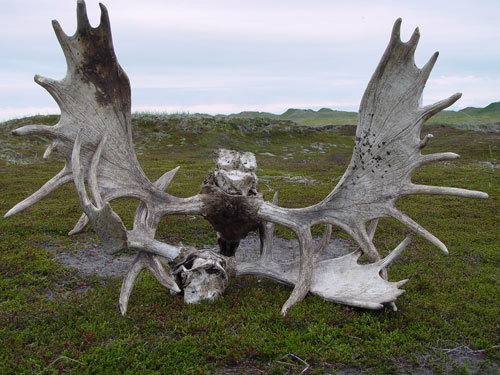 antlers on the ground
