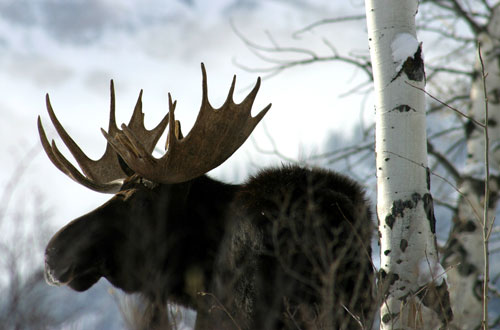 male moose antlers