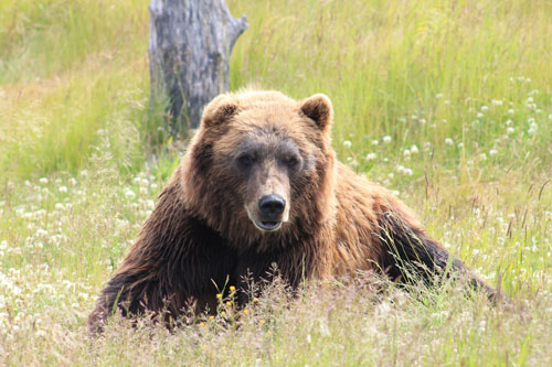 grizzly bear
