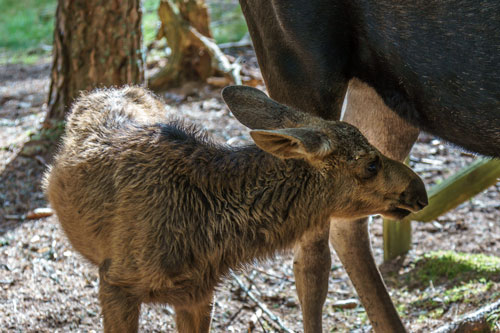 calf feeding
