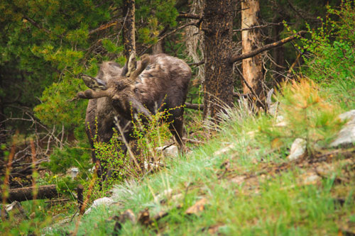moose eating shrubs