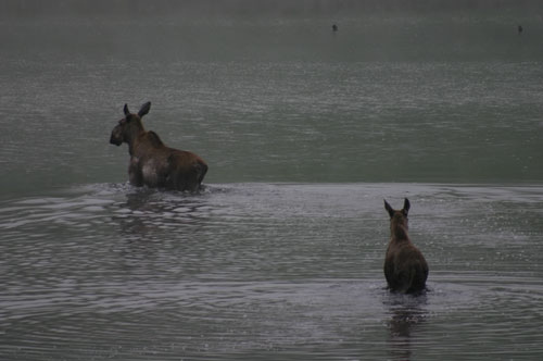 moose walking through a lake