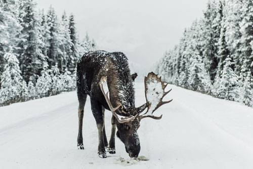 moose in the snow