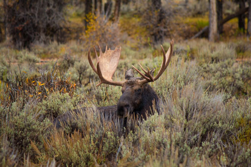 moose in shrubs