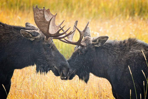 two young males in a rut