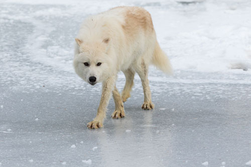 arctic wolf