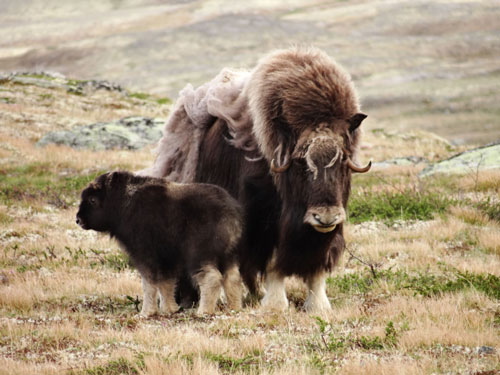 mother musk ox and one year old calf