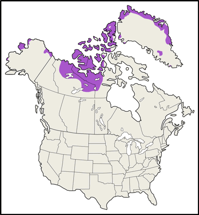 Musk ox Distribution and Location