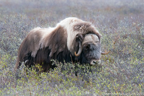 Musk Ox