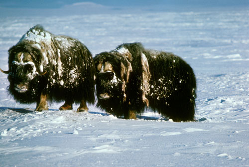 Musk ox Arctic tundra