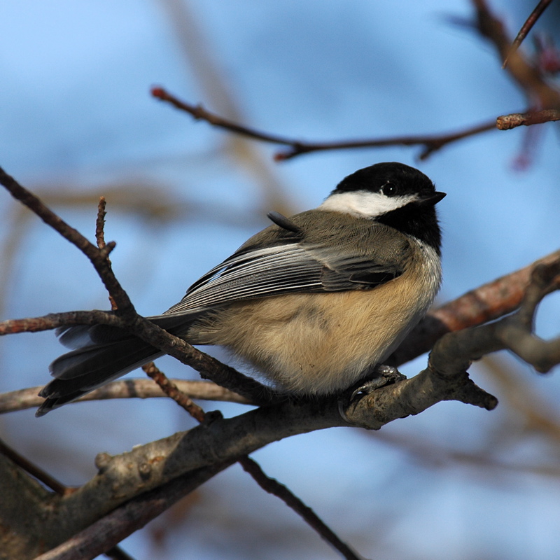New Brunswick's Provincial Bird - Black-capped Chickadee