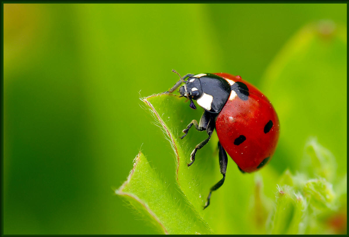 ladybug
