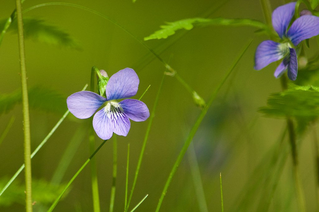 New Brunswick's Provincial Flower - Purple Violet