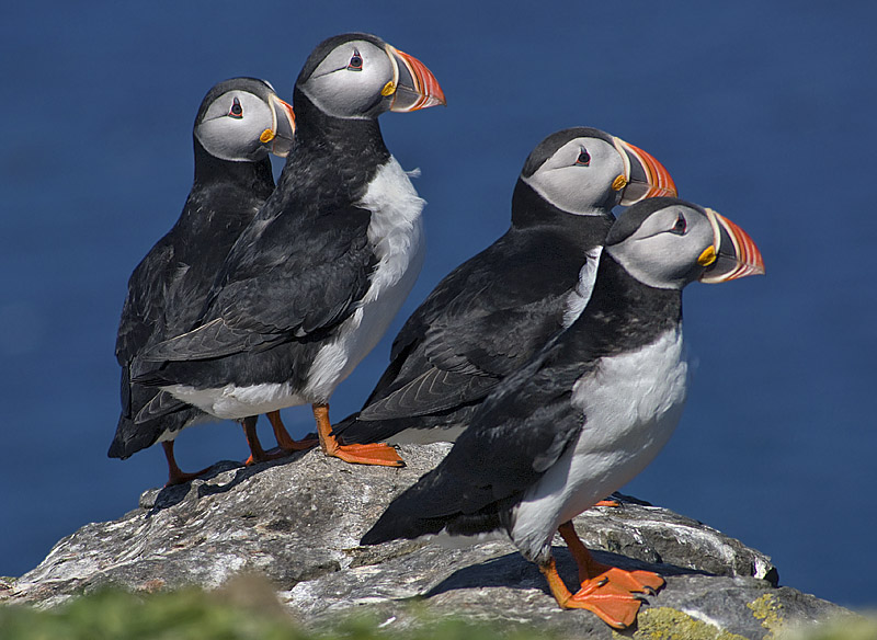 Newfoundland's provincial bird:  Atlantic Puffin