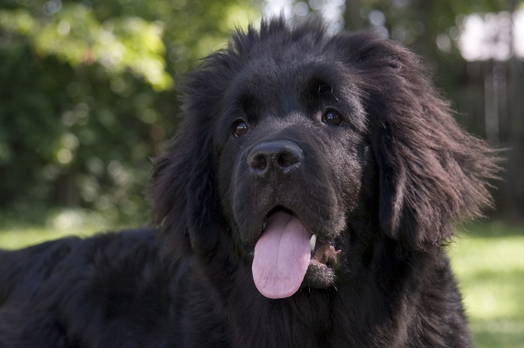 Newfoundland Dog
