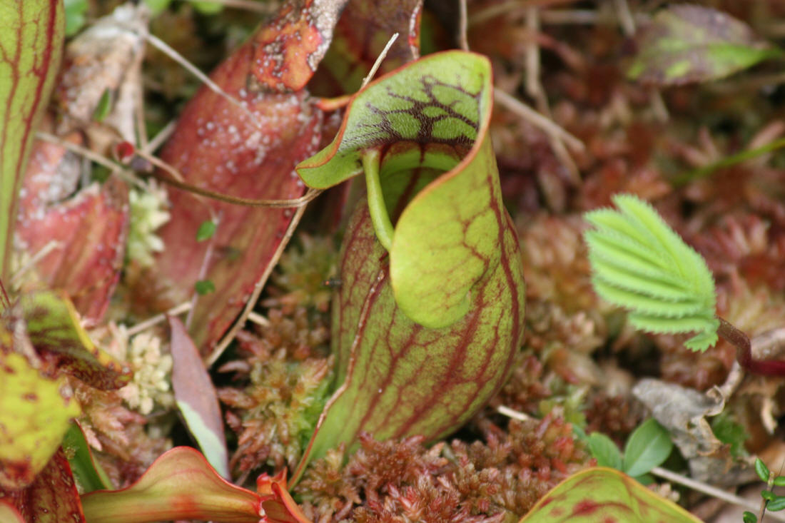 Newfoundland's provincial flower - pitcher plant