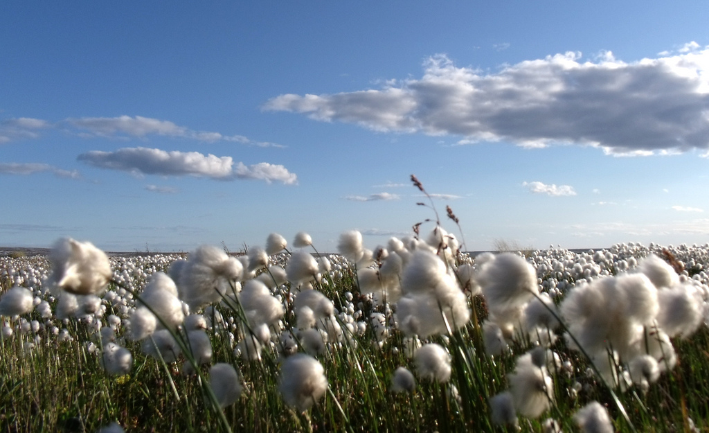 arctic cotton