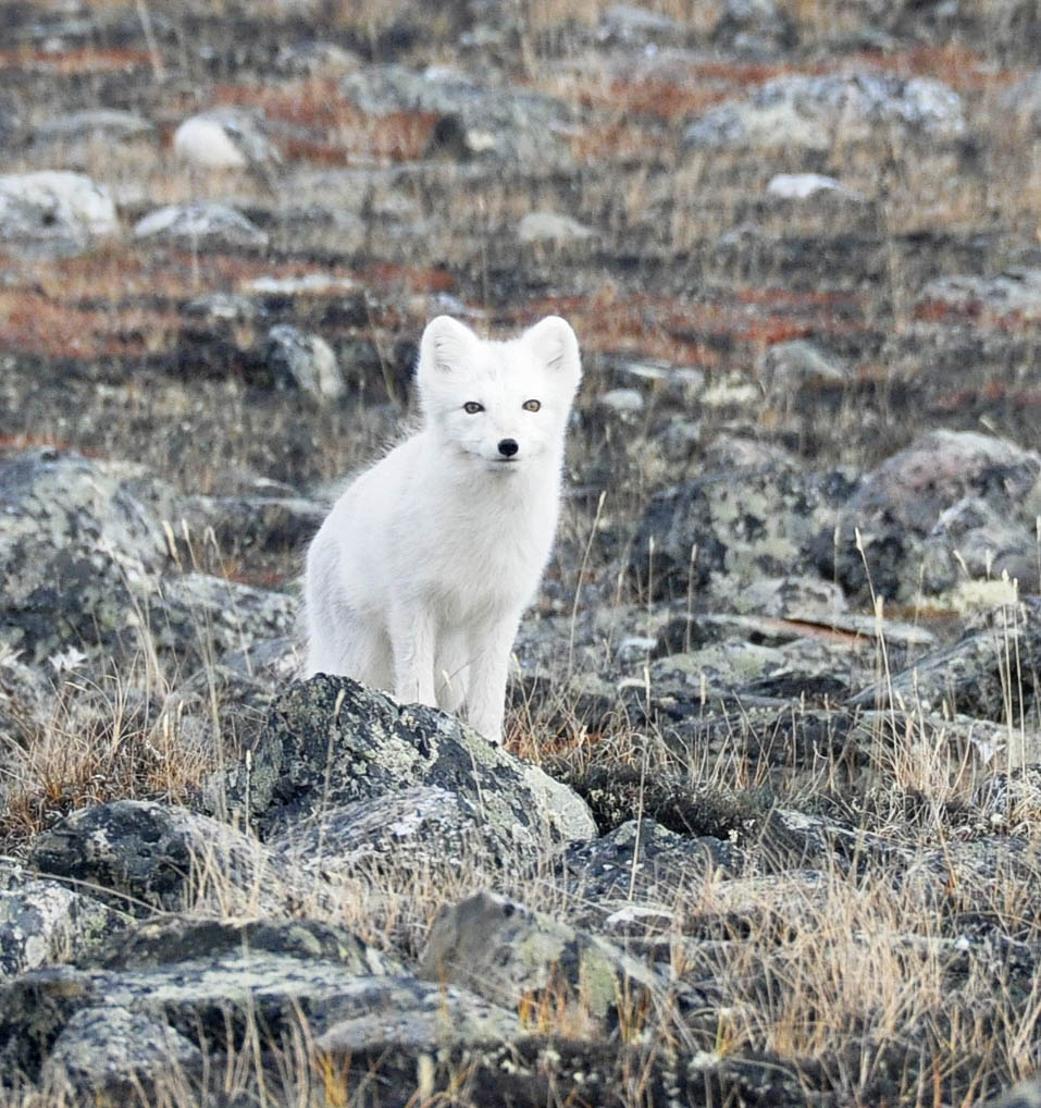 arctic fox