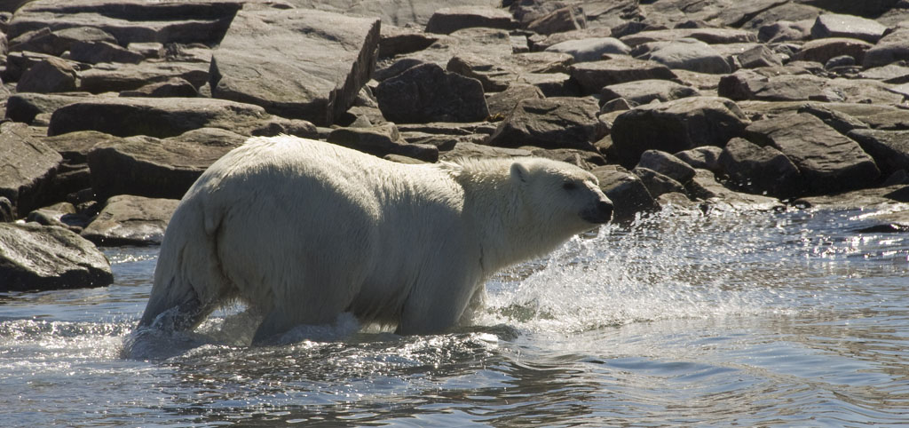 polar bear