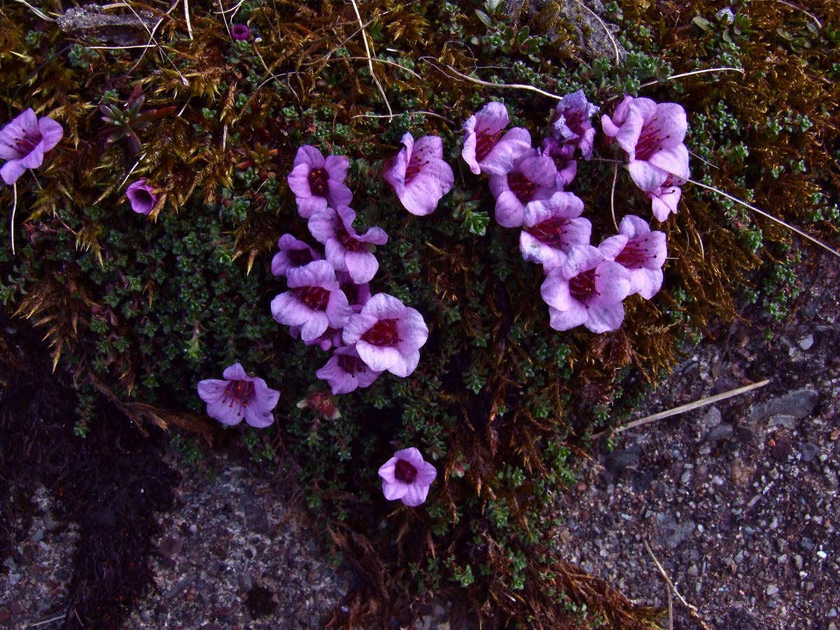 Nunavut territorial flower: purple saxifrage