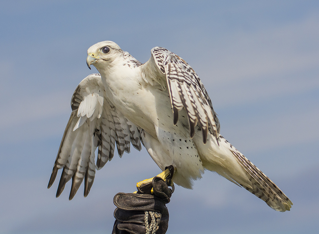 Territorial bird - gyrfalcon