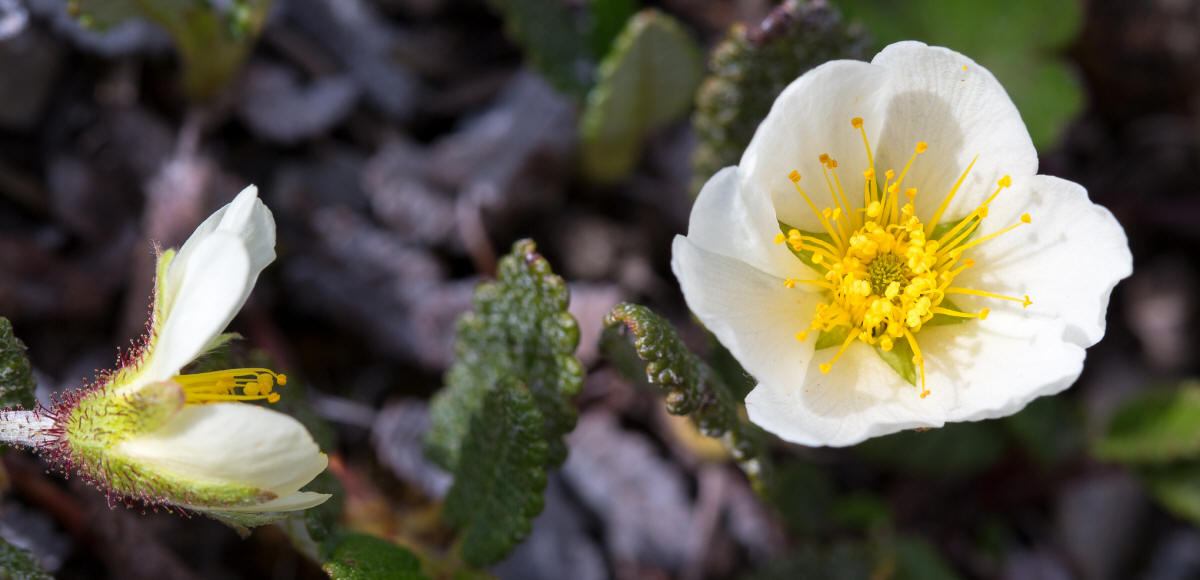 Territorial flower - mountain avens