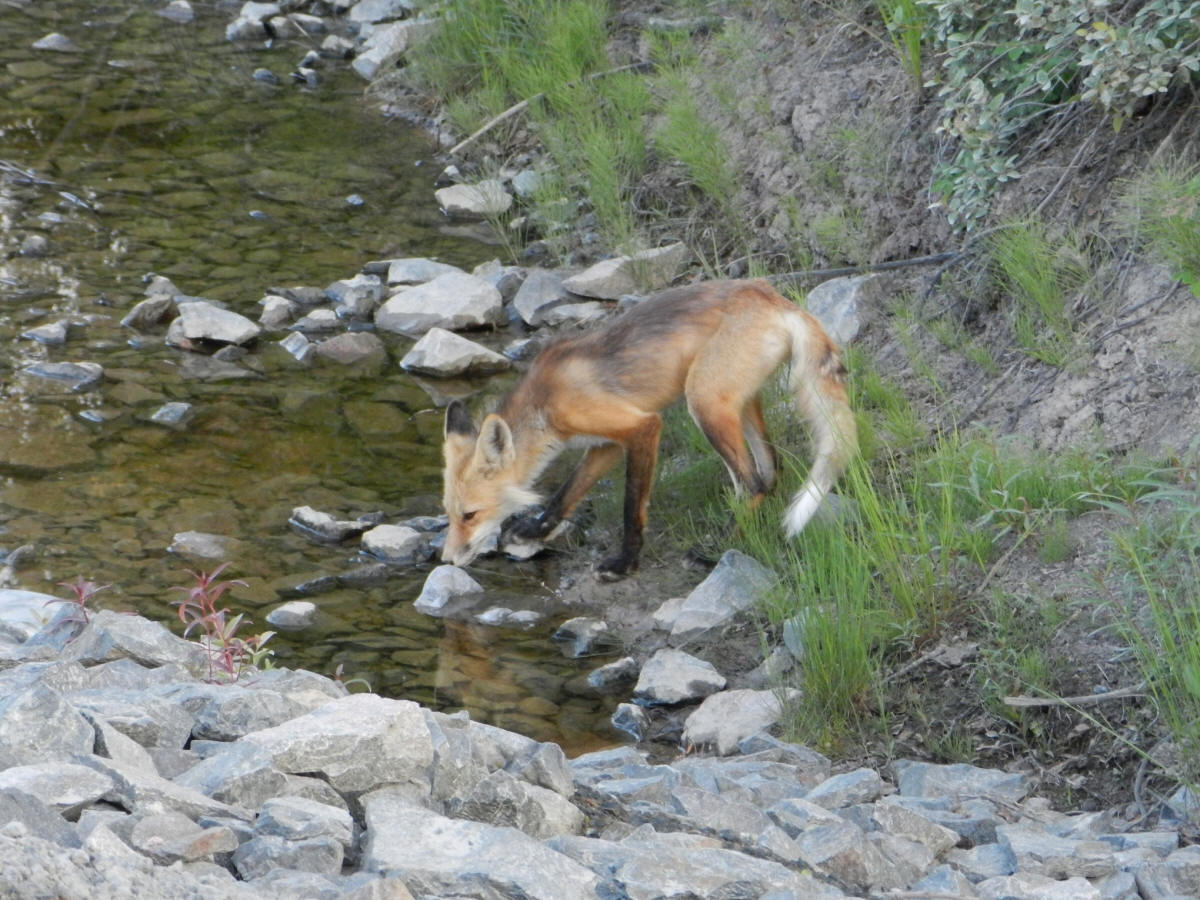 red fox