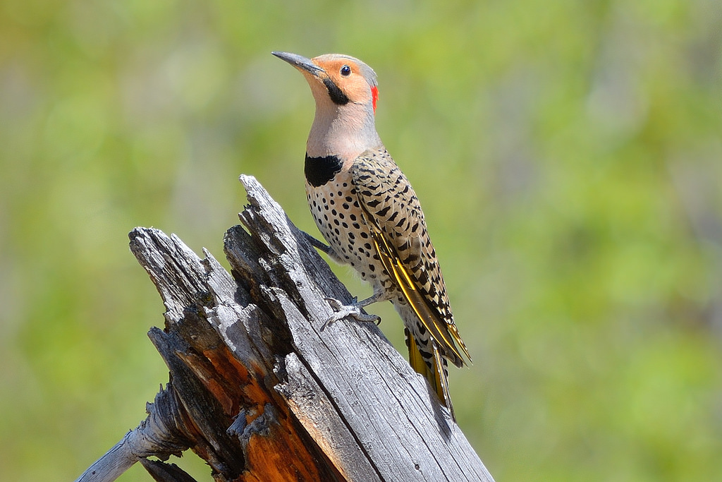 Northern Flicker