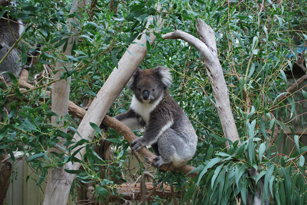 Koala dans un arbre