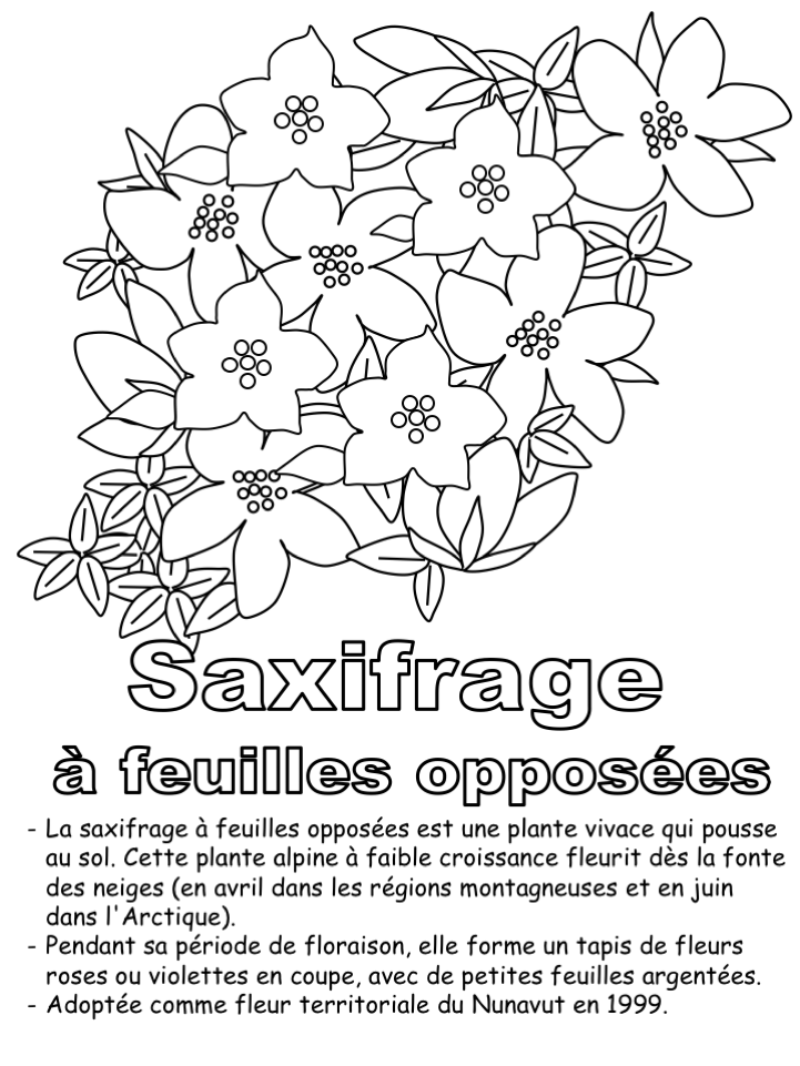La fleur territoriale - Coloriage seul