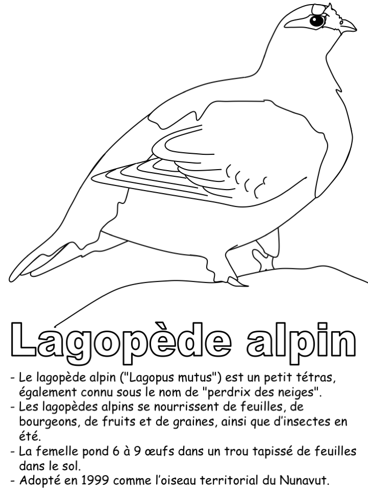 L'oiseau territorial - Coloriage seul