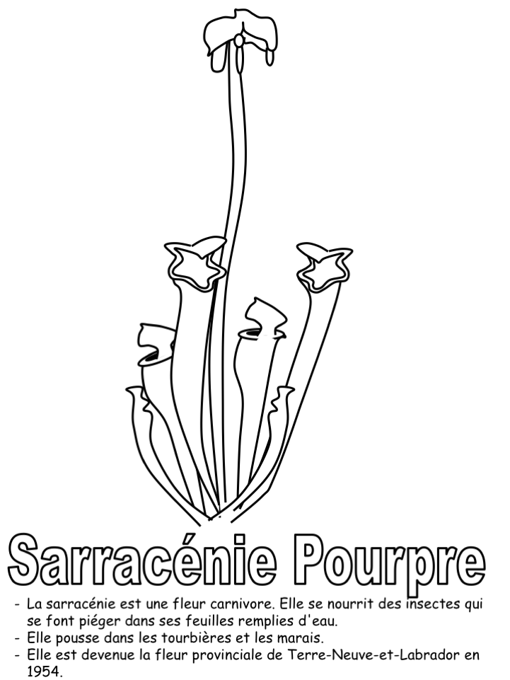 La fleur provinciale-coloriage seul