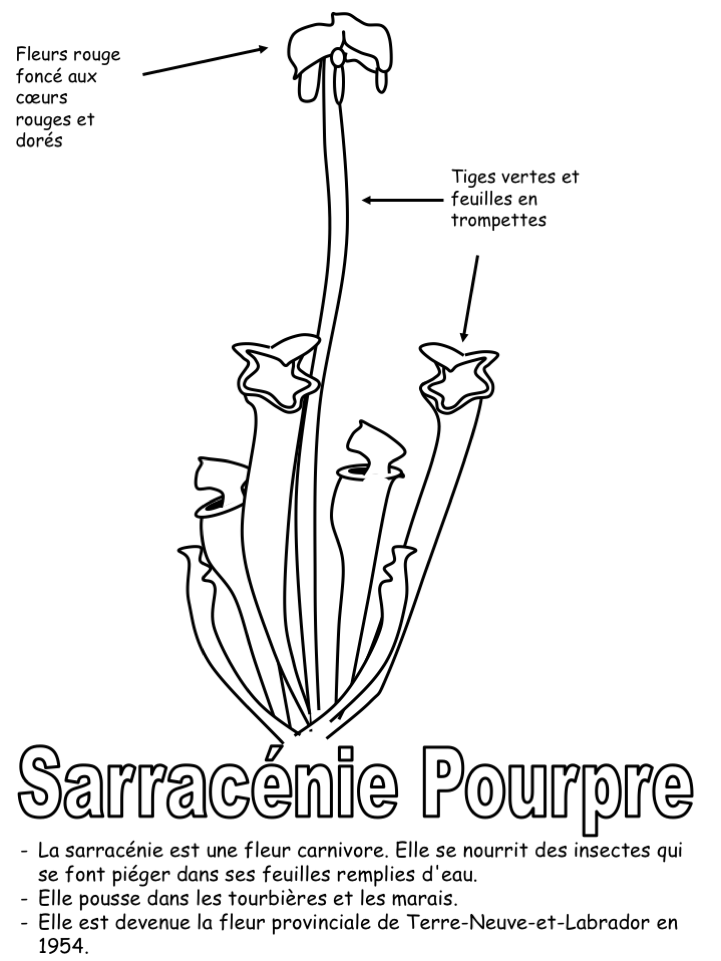 La fleur provinciale-coloriage légendé