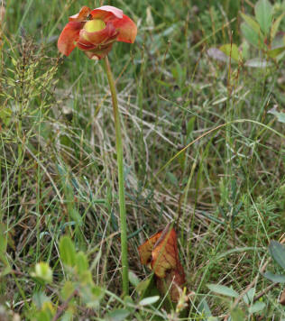 fleur d'arracénie pourpre