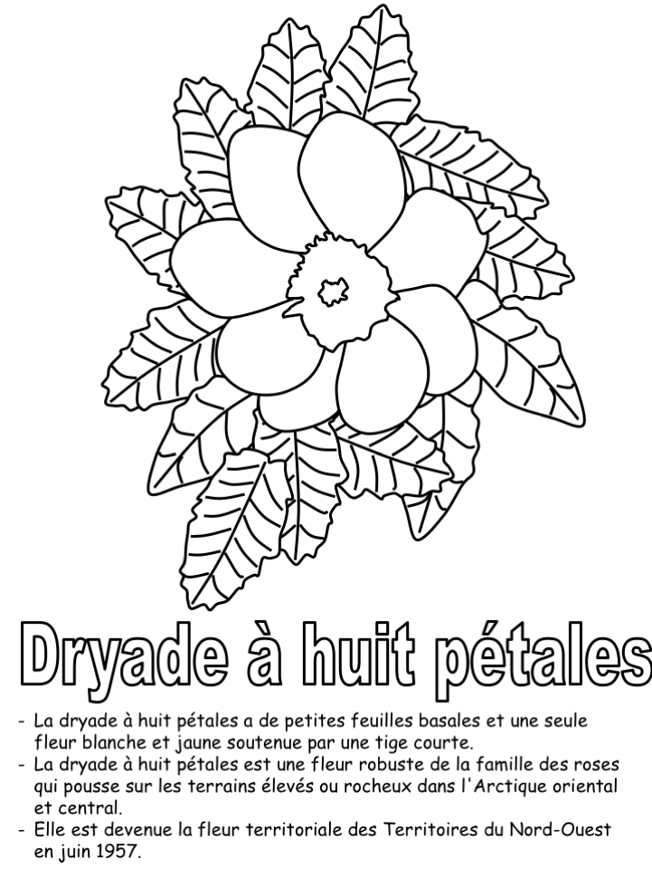 La fleur territoriale - Coloriage seul