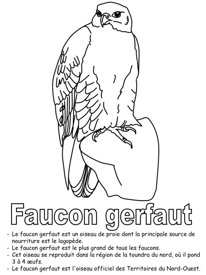L'oiseau territorial - Coloriage seul