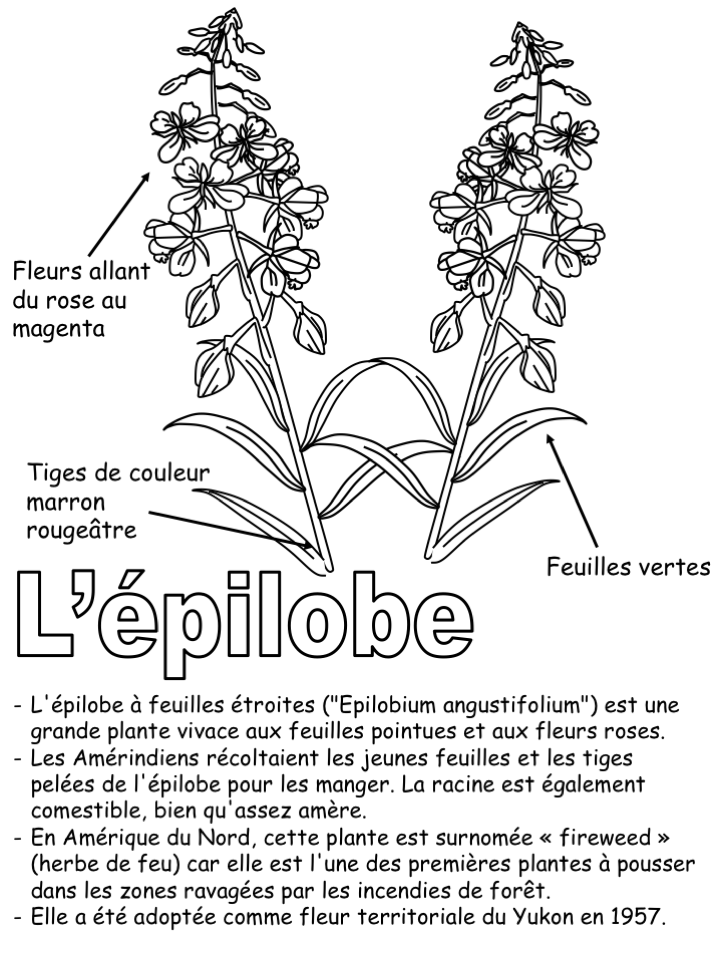 La fleur territoriale - Coloriage légendé
