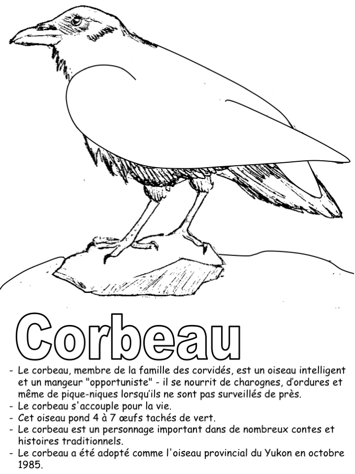 L'oiseau territorial - Coloriage seul