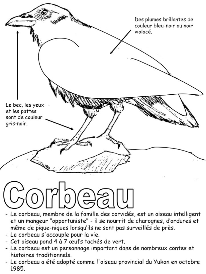 L'oiseau territoirial - Coloriage légendé