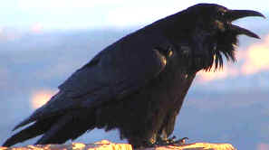 L'oiseau territoriale