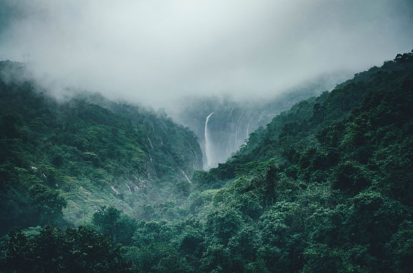 Forêt tropicale