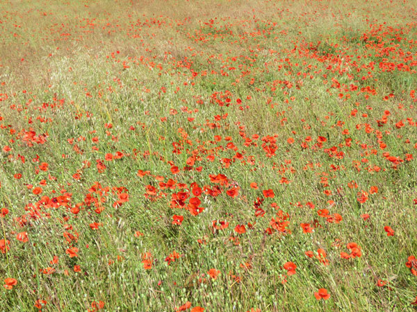 Champ de coquelicots
