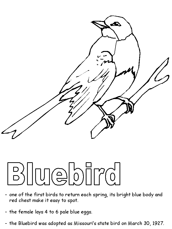 Bluebird coloring page
