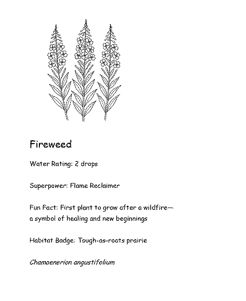 Coloring card of Fireweed with fun fact, superpower, and water rating