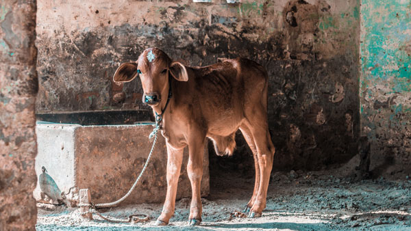 A Cow