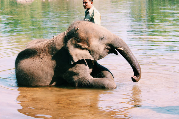 An Elephant