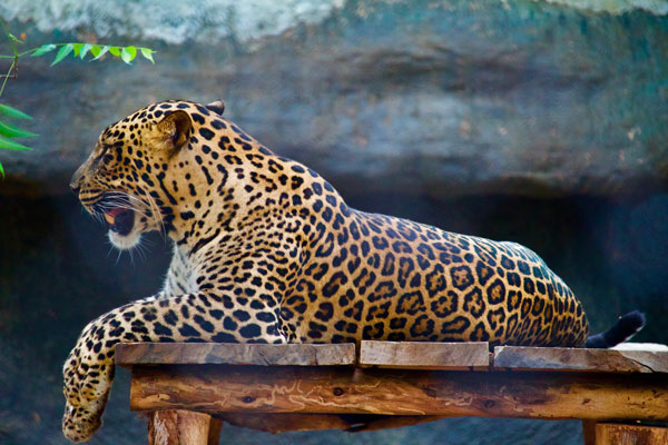 A Leopard
